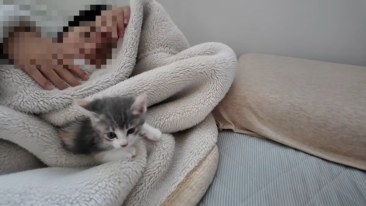 子供を起こしに行く子猫