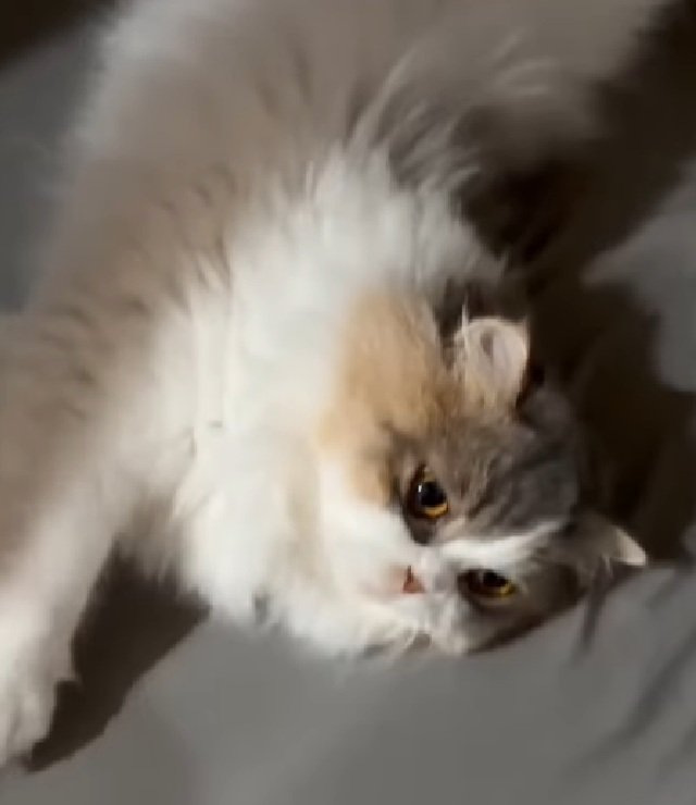 眠そうな猫