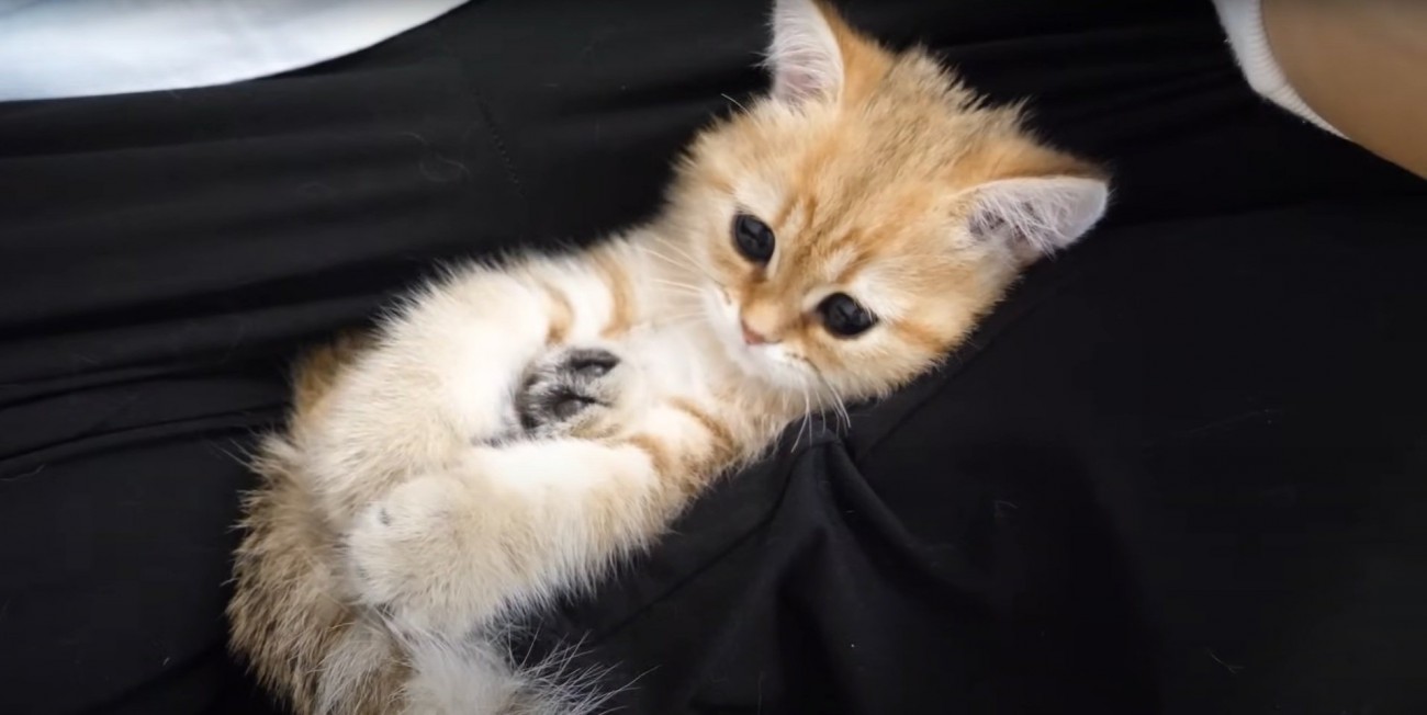 赤ちゃんみたいな猫