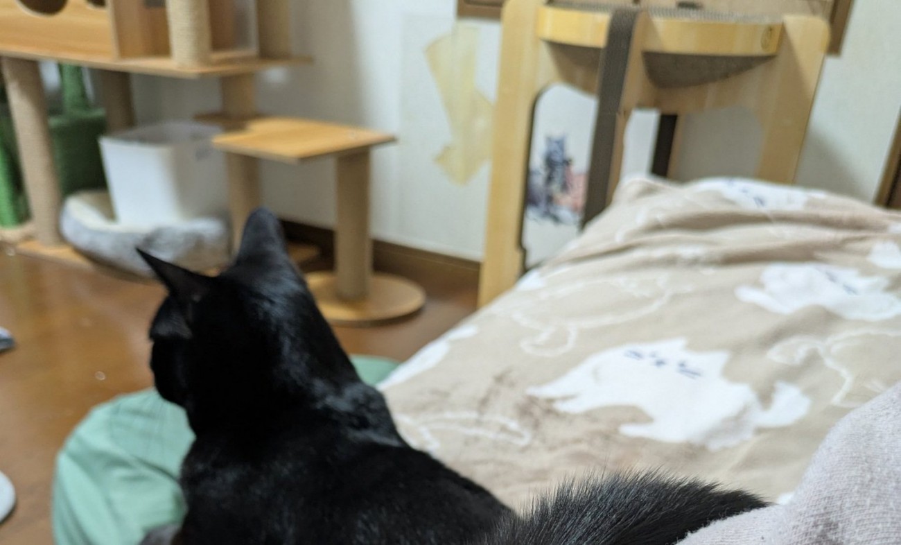 背中を向けた黒猫