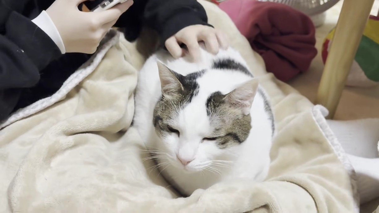 娘さんの膝に乗る豆大福さん