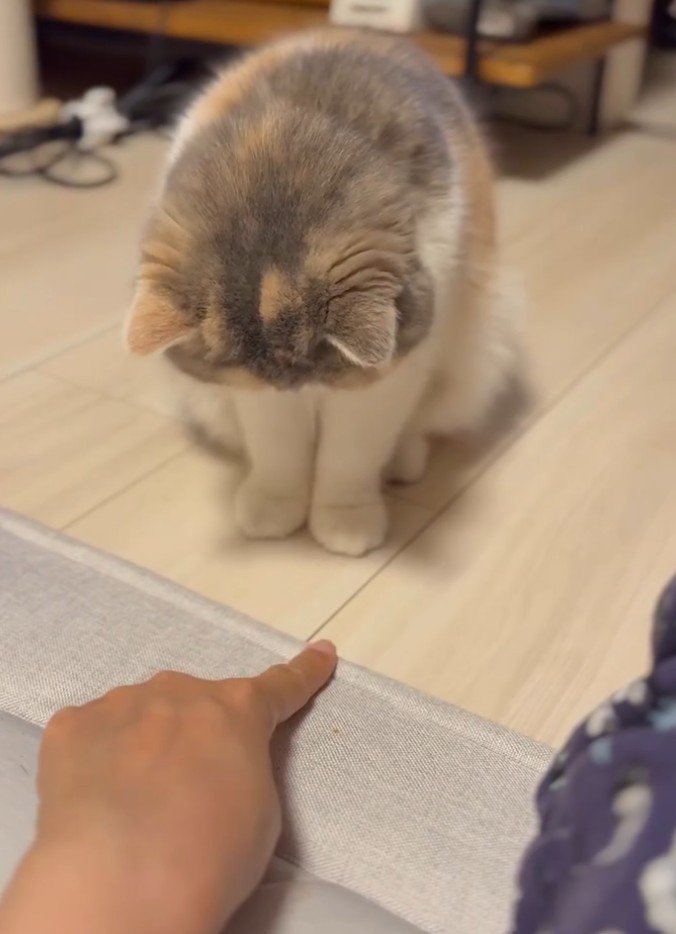 指、右向く猫