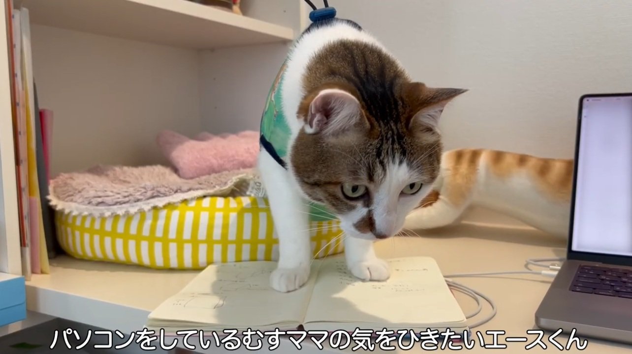 ノートの上に立っている猫