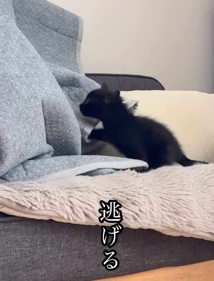 飼い主さんから逃げる子猫