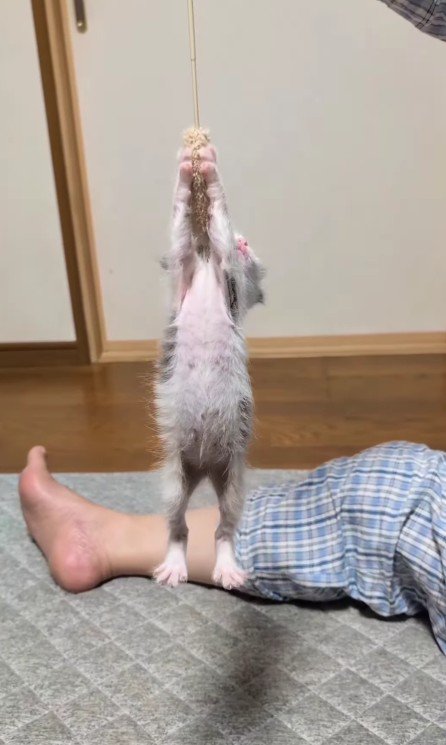 おもちゃにぶら下がる子猫
