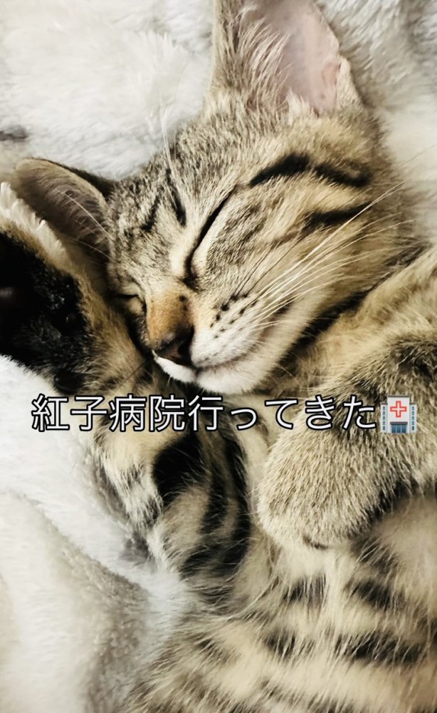 毛布の上で寝る子猫