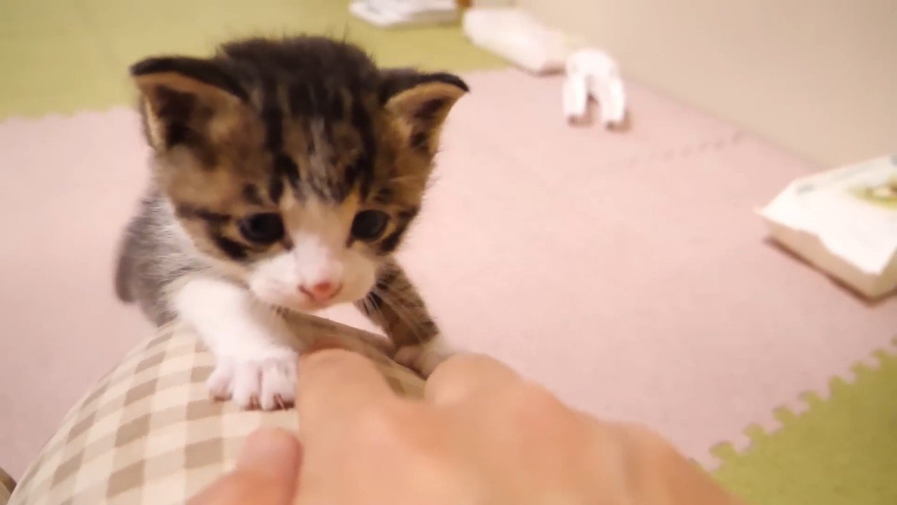 前足をかける姿