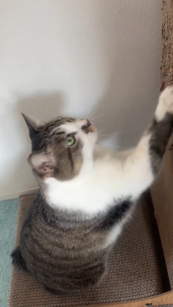 爪とぎをする猫