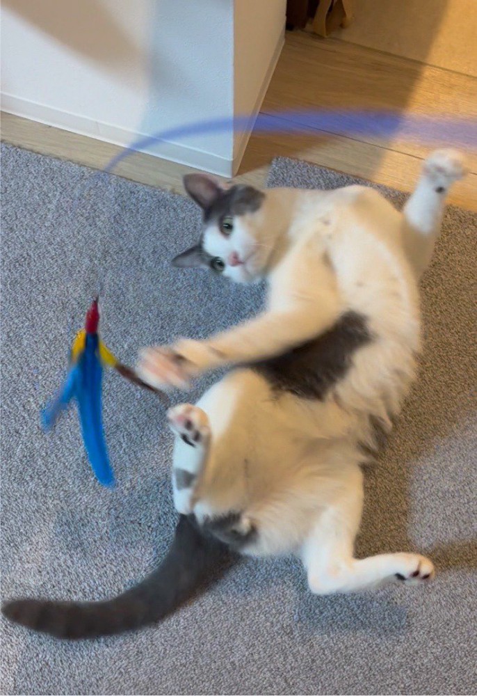 仰向けになって猫じゃらしにじゃれる猫
