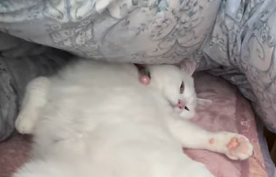 布団でまどろむ猫