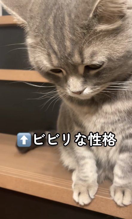 階段の上に座ってうつむく猫