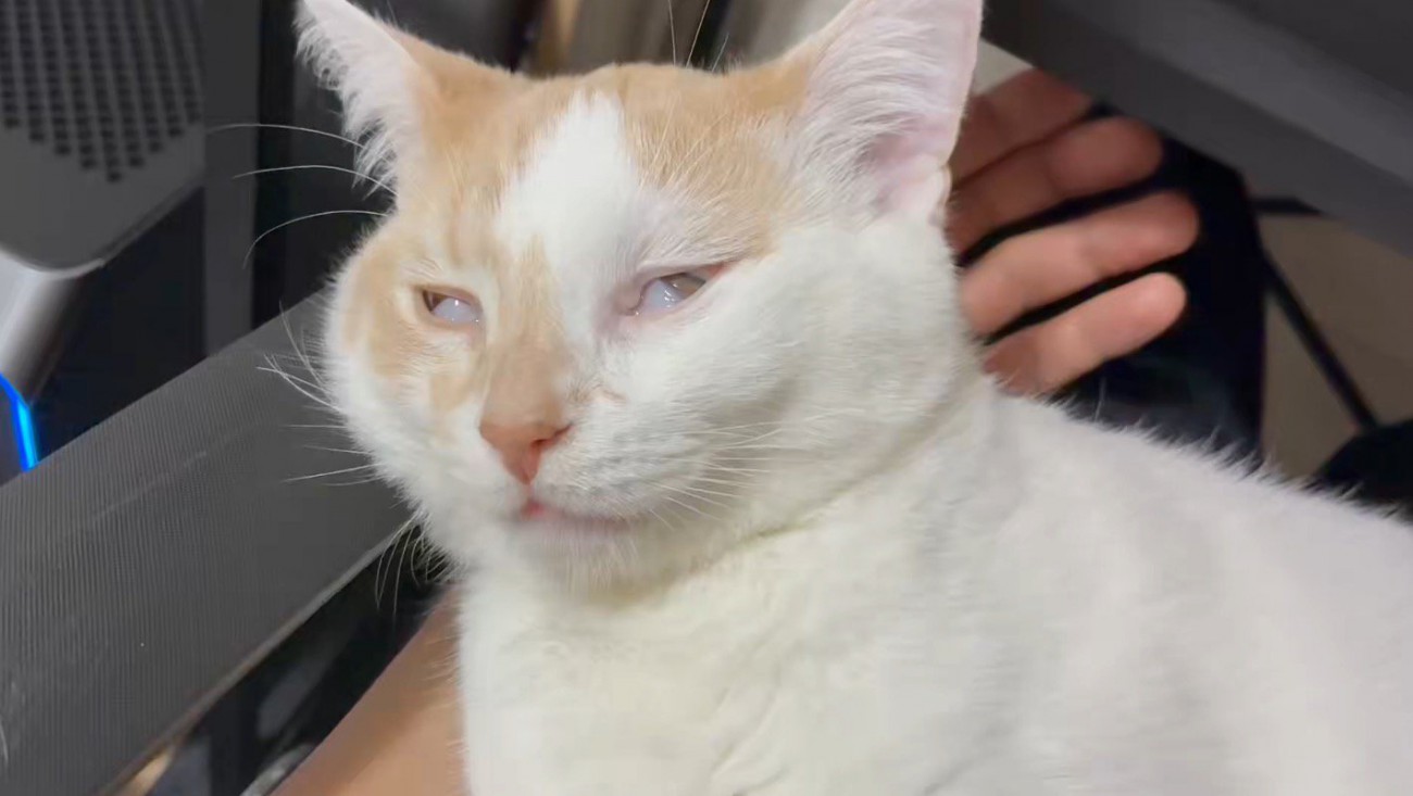 飼い主の膝の上で白目をむいて眠る猫