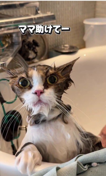 シャンプーをしている猫