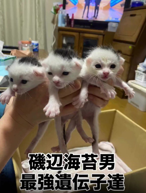 白黒の子猫たち