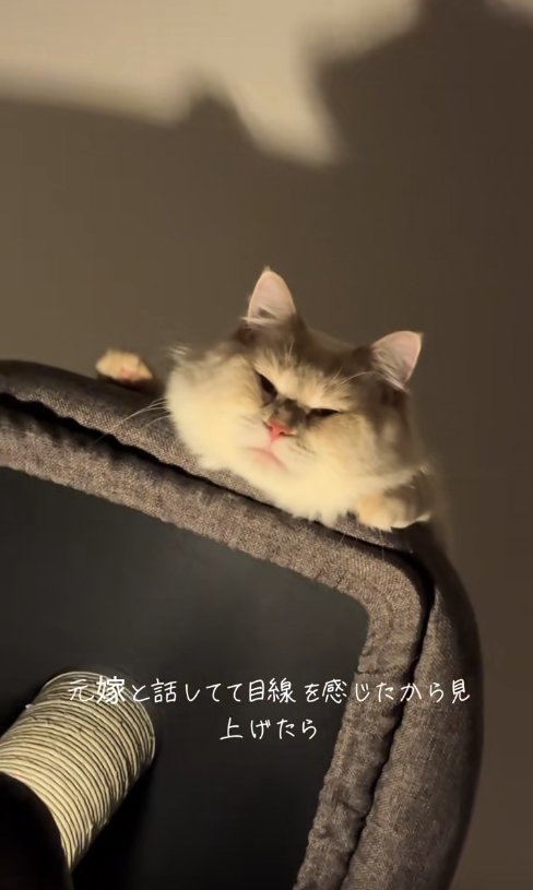 キャットタワーの上から顔を出す猫（ややヒキ）