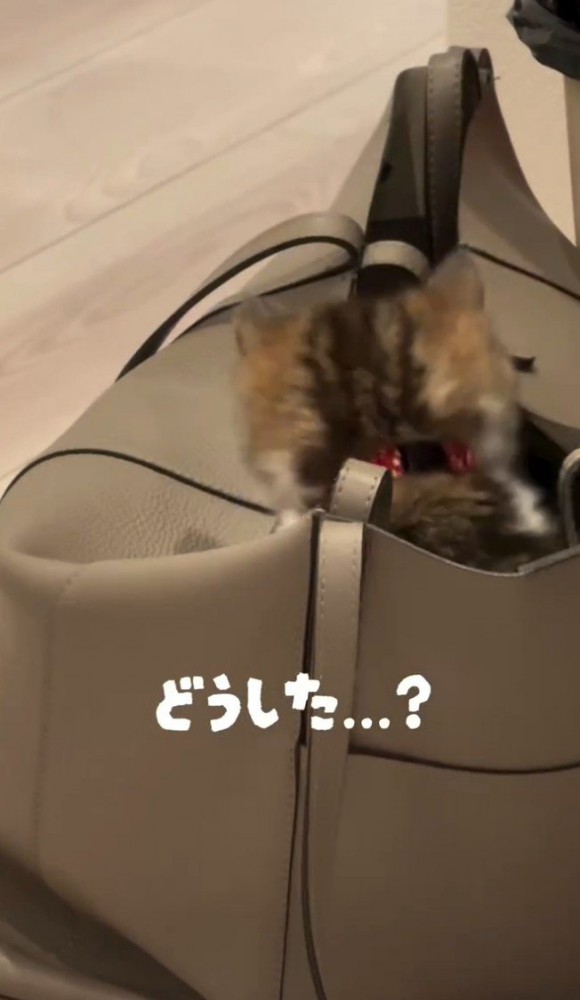 背中を向ける猫