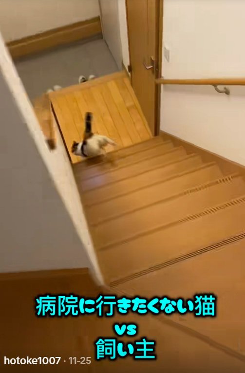 家の階段をかけおりるミケ猫