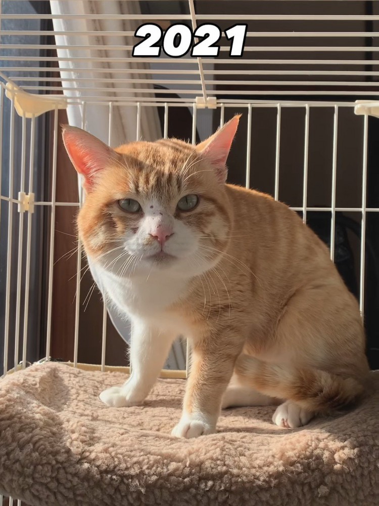 ケージの中で座る猫