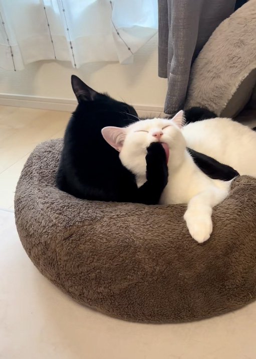 舐める猫