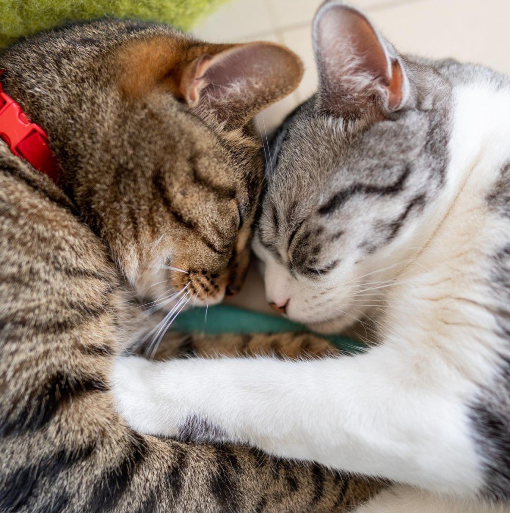 猫2匹が寝ている（顔アップ）