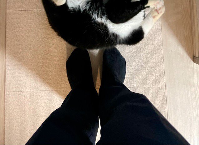 足元で寝転がる猫を見つめる飼い主