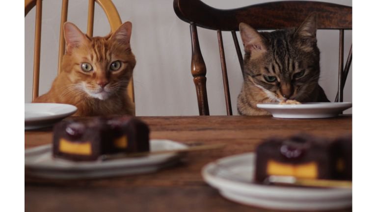 テーブルにいる猫たち