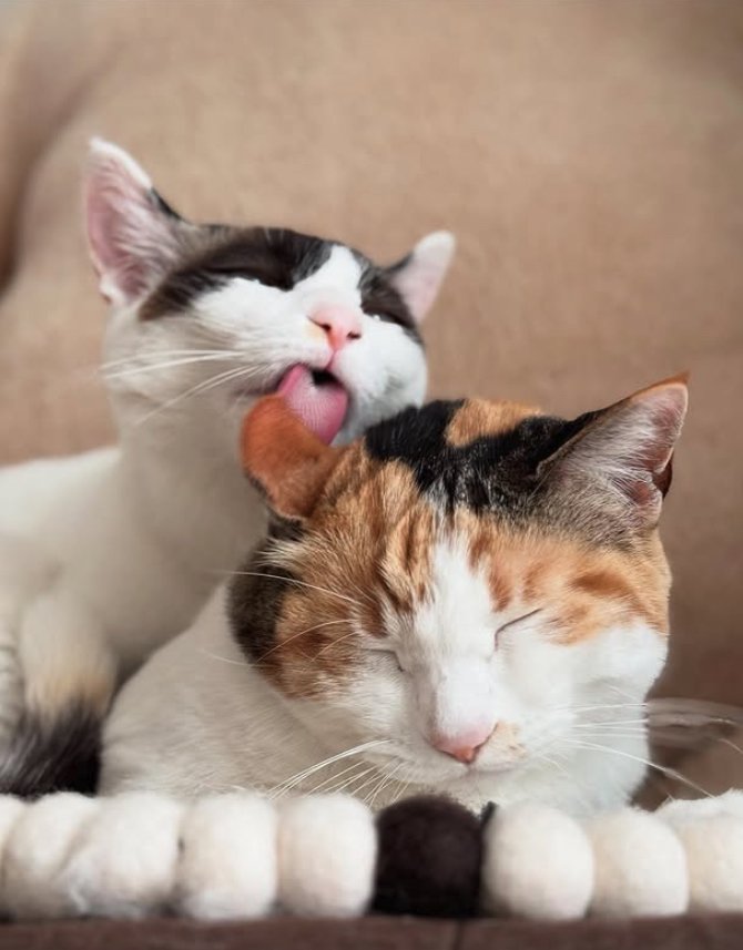 三毛猫の毛づくろいをしている白黒猫