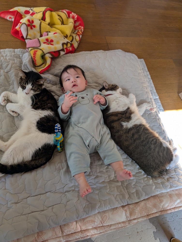 赤ちゃん2匹の猫