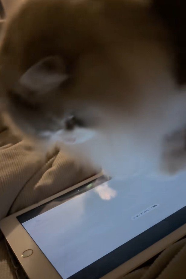 ネズミが消えて驚く猫