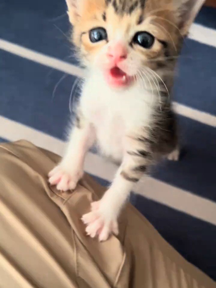 人の足に前足をかけて立つ子猫