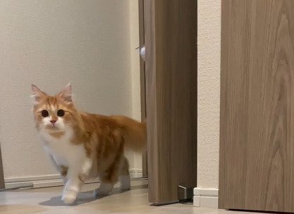 目を丸くする猫