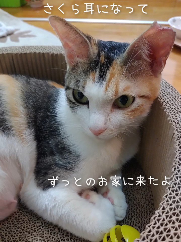 爪とぎに乗る猫
