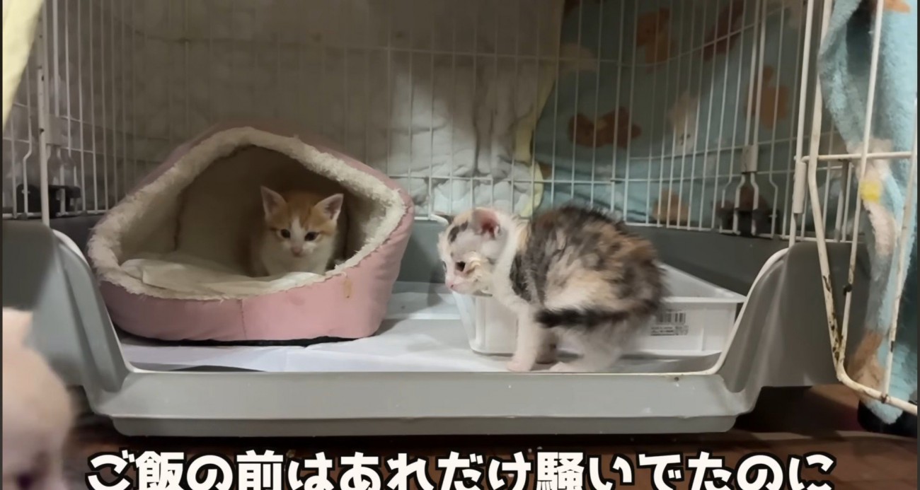 ベッドの中の猫