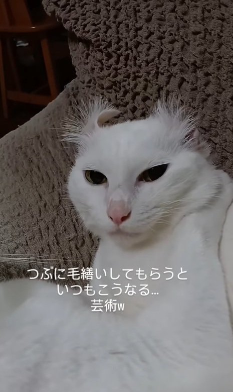 虚無顔の猫