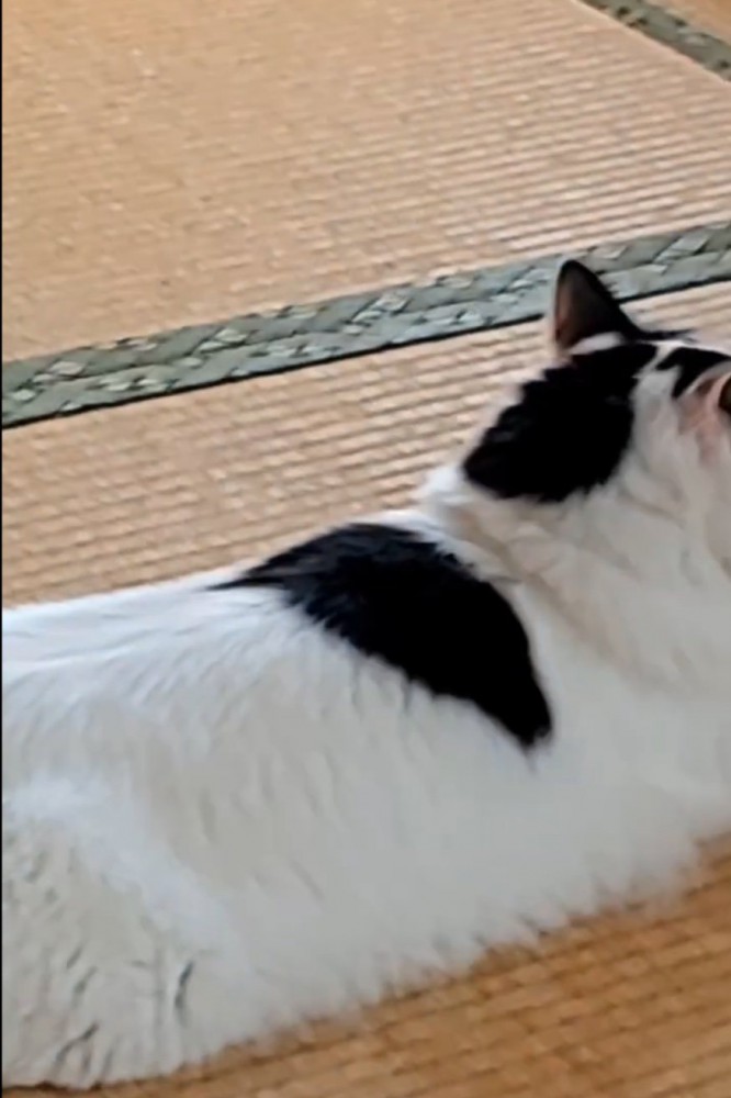 畳でくつろぐ猫のお腹