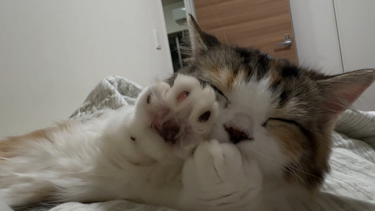 ふみふみタイム中の猫さん