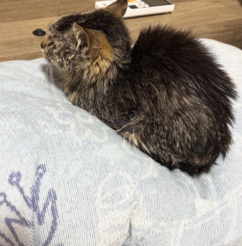 香箱座りをしている猫（横顔）