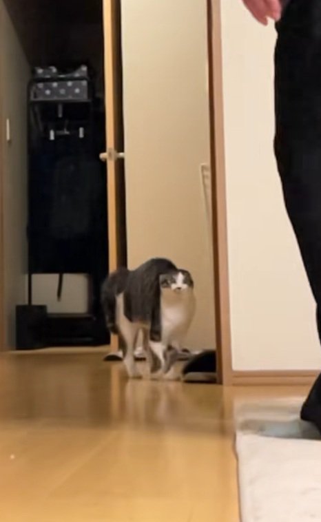 飼い主についていく興奮気味の猫