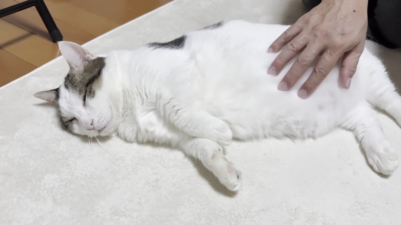 お腹をなでなで