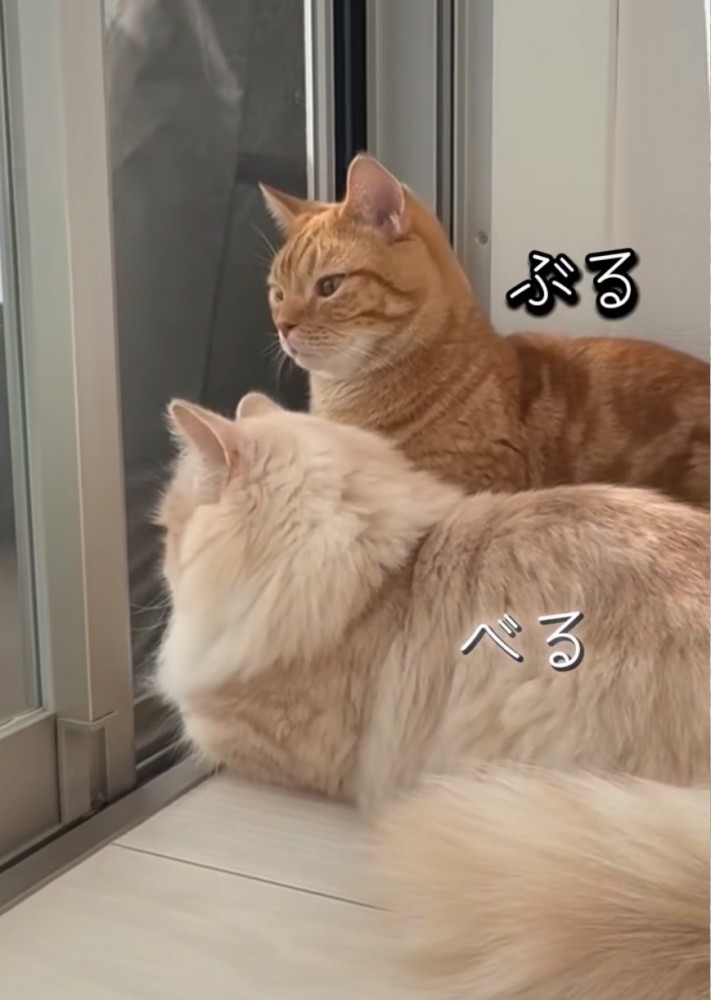 窓の外を眺める2匹の猫
