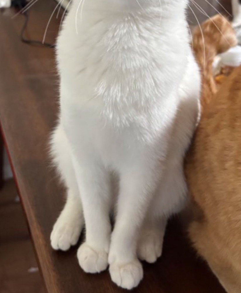 ふっくらした体