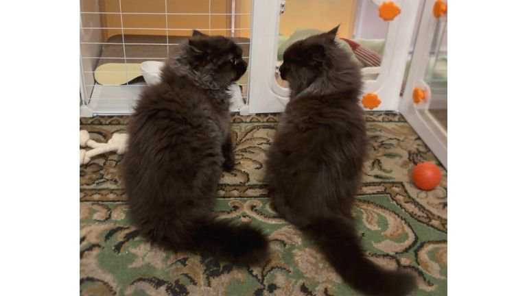 室内にいる猫たち