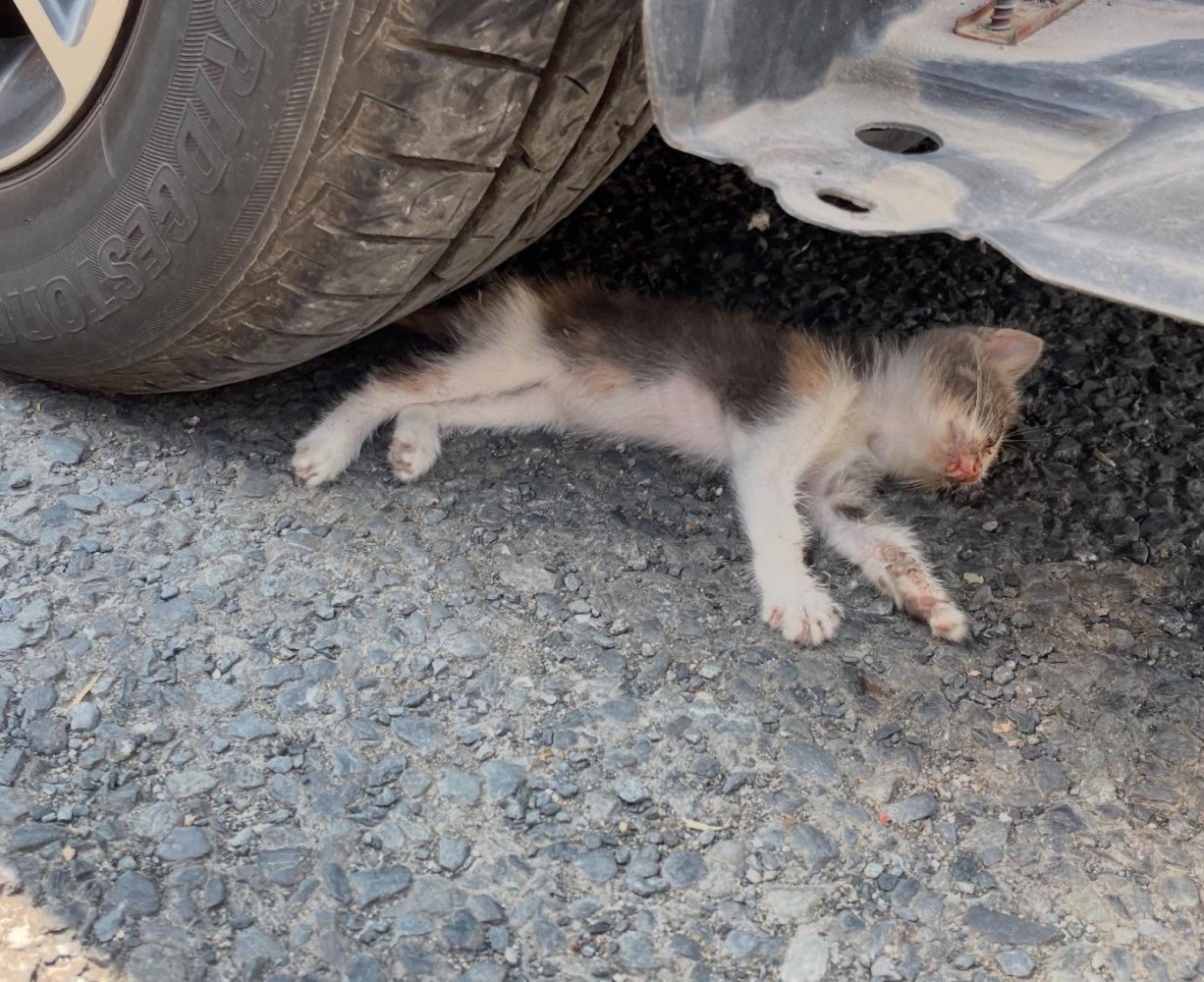 車の下で倒れている子猫
