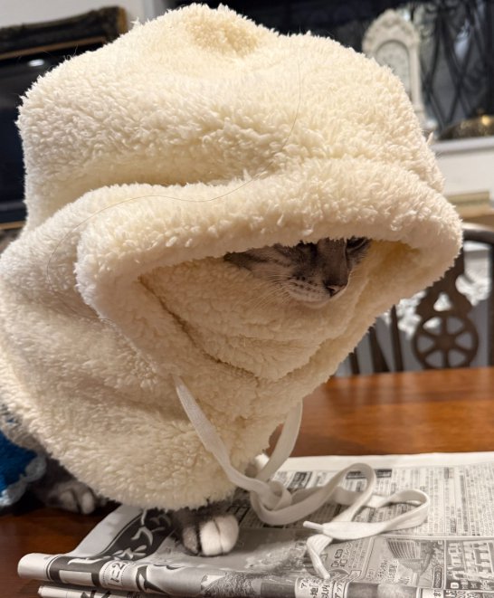 帽子を深くかぶる猫