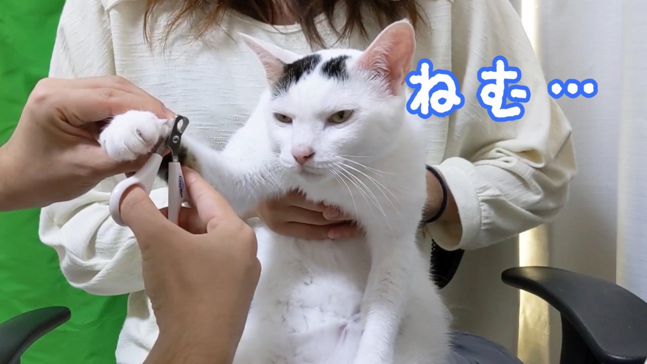眠そうな猫