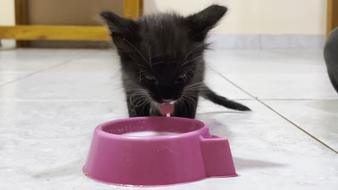 ミルクを飲む子猫