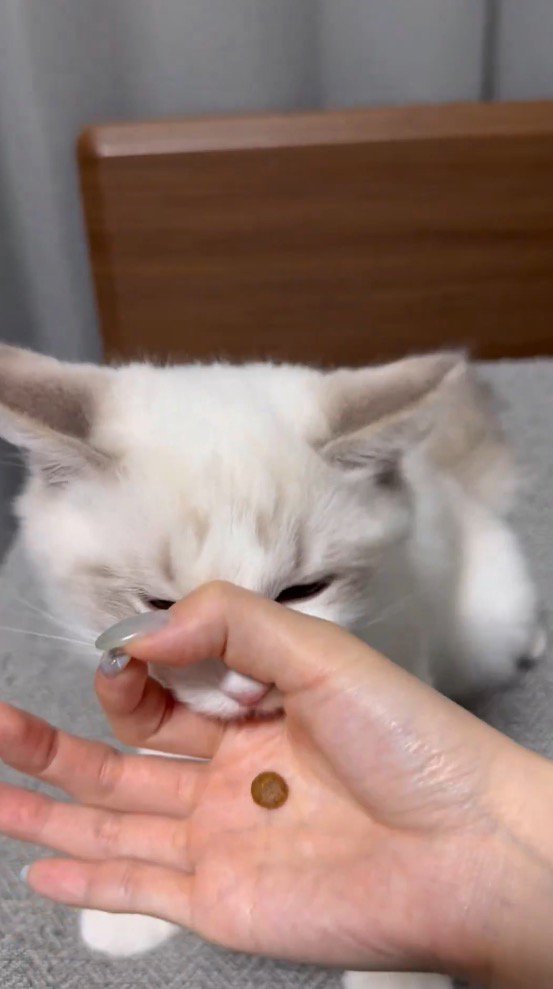 女性が作った指の輪に顔を入れる猫