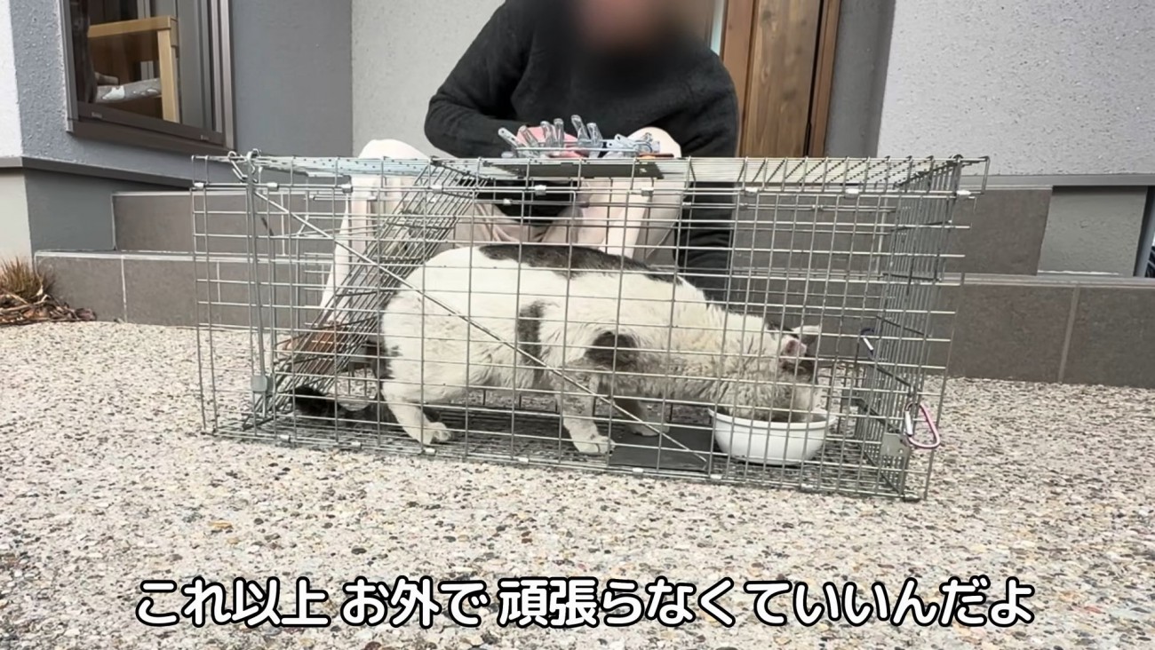 捕獲器の中にいる猫