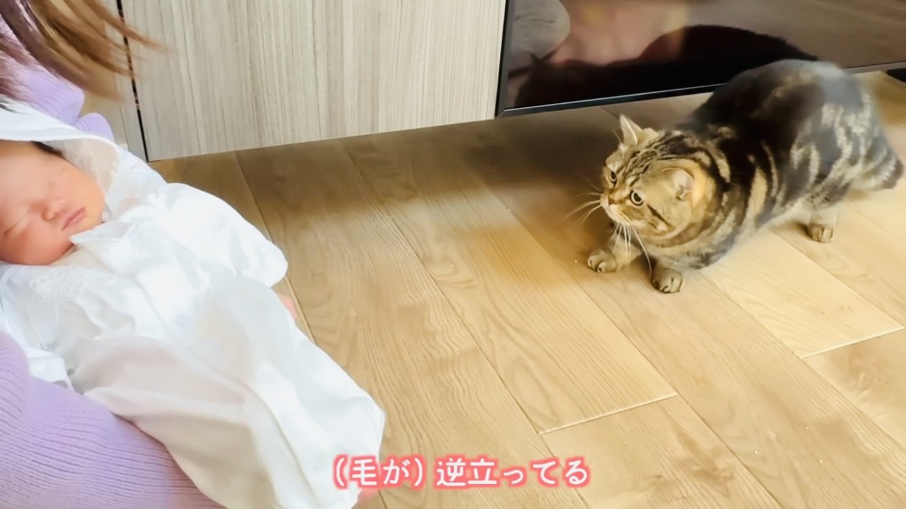毛を逆立てて赤ちゃんから後ずさるキジトラマンチカン