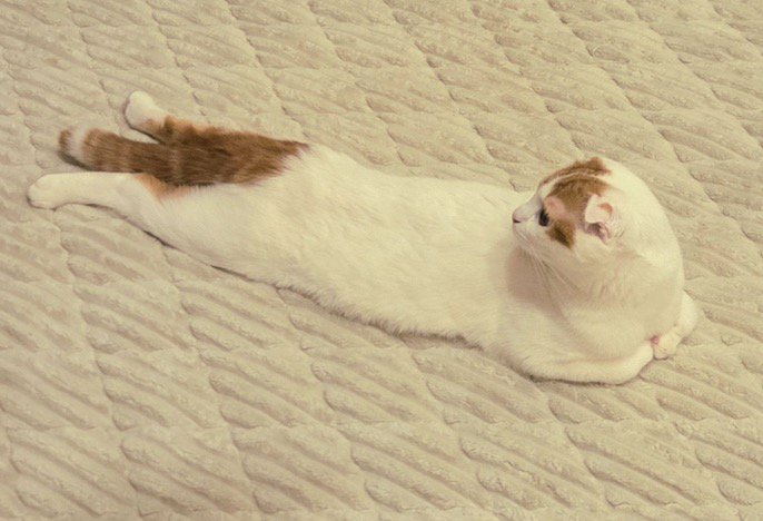 カーペットの上にうつぶせになって後ろを向く猫